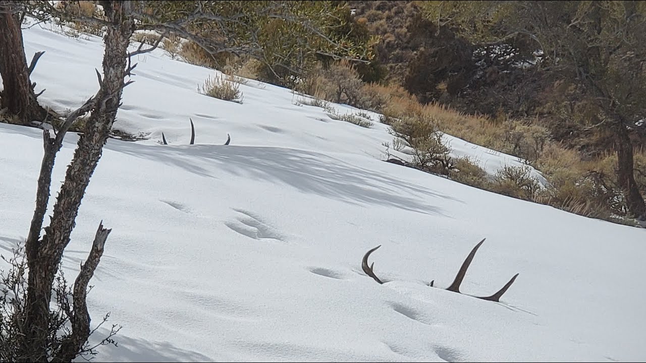 The Adventures Continue with Throwback Brownie Elk Sheds and More! Shed Hunting Trips 3 & 4 of 2023.