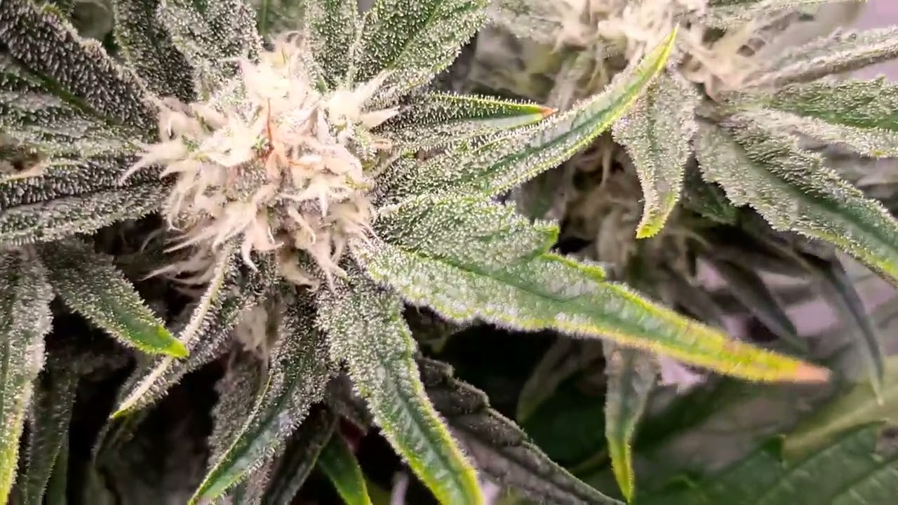 Black N Blue Beyond Top Shelf Cannabis Indoor grow  Remo Nutrients