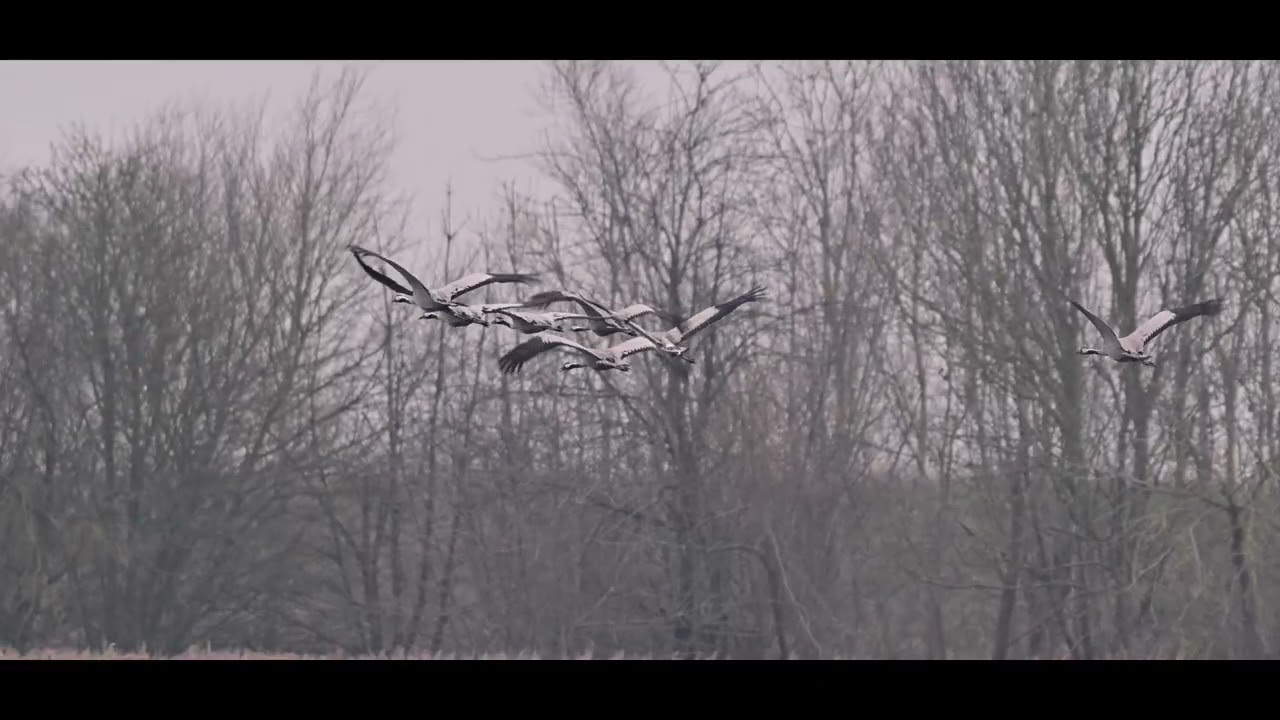 Common Crane