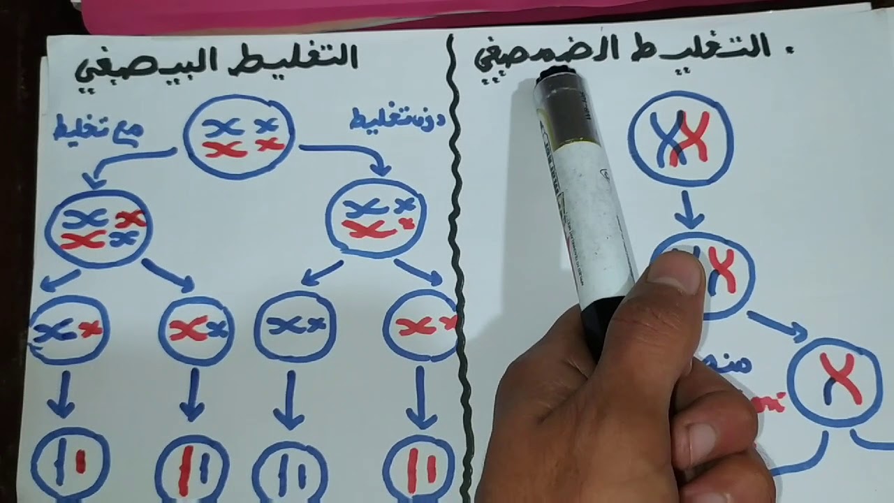 مقارنة بين الانقسام الغير مباشر والاختزالي ، التخليط الضمصبغي والتخليط البيصبغي