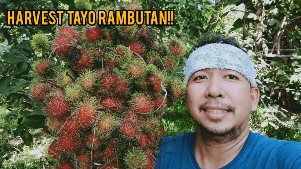 Panahon na naman ng Rambutan mga Boss! | Harvest na natin yung iba mga Boss!