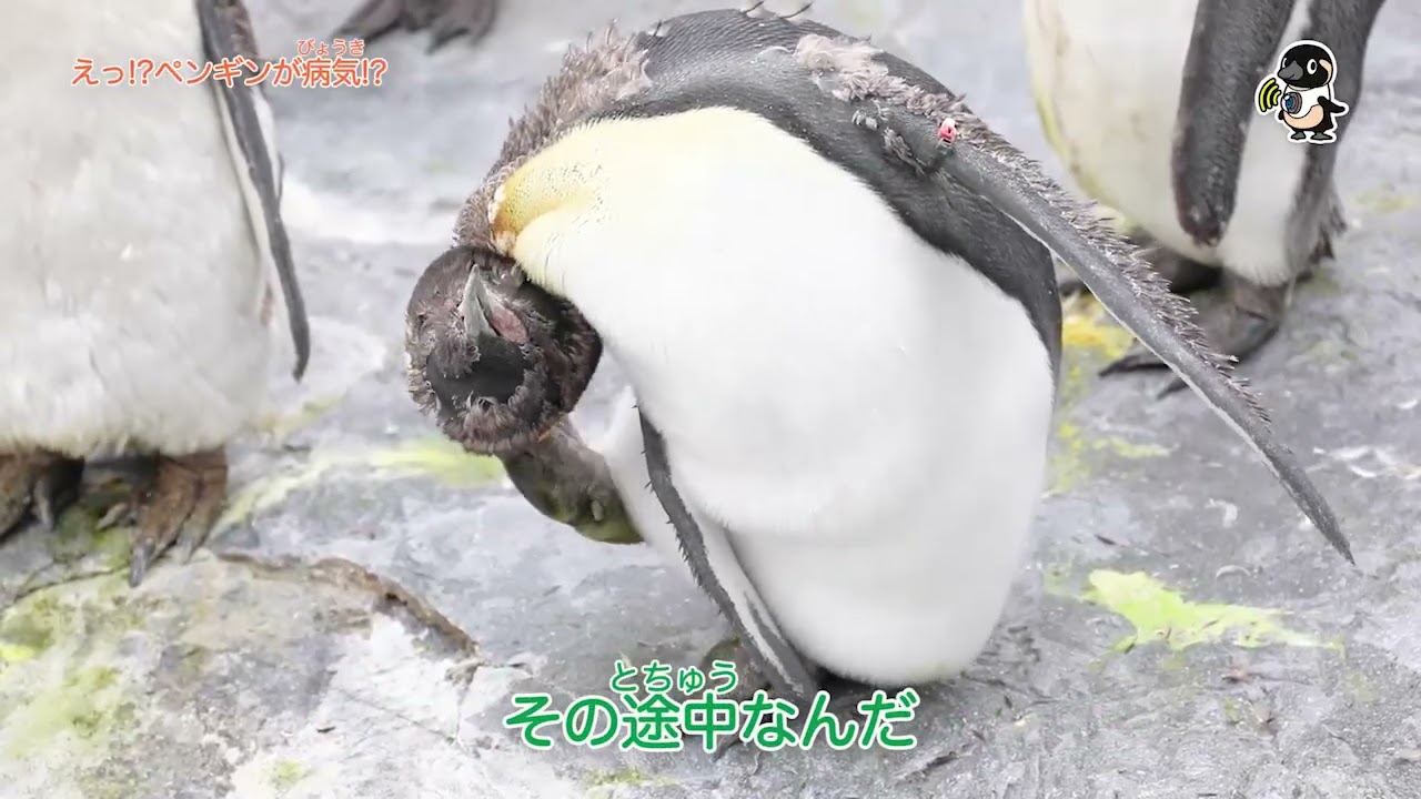 ライブズーがとらえた決定的瞬間　えっ!?ペンギンが病気!?