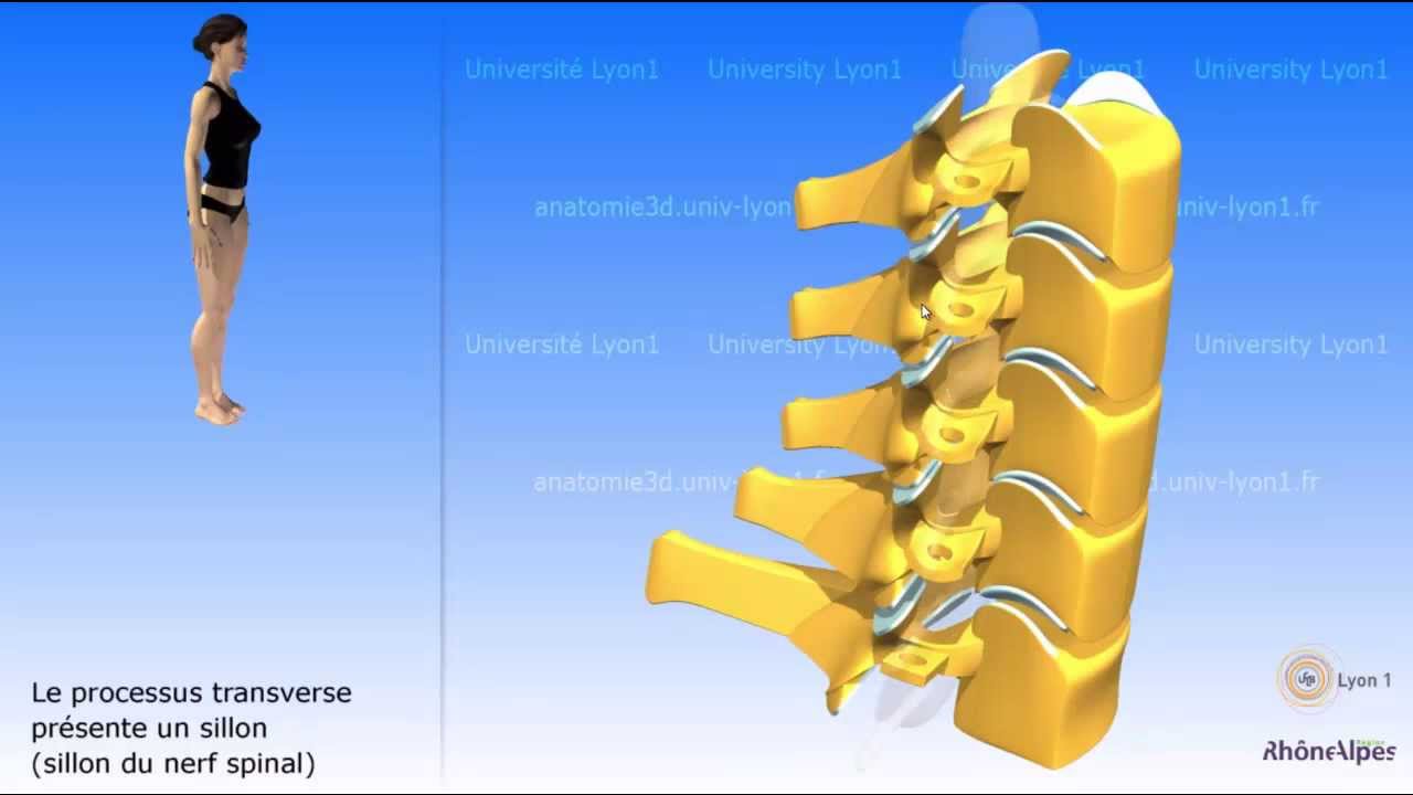 La vertèbre cervicale la colonne cervicale vidéo sonorisée