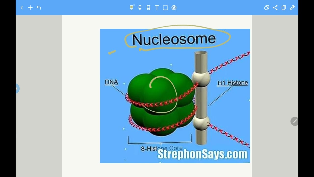 عدد البروتينات الهستونية وعدد لفات DNA في النيوكلوسوم الواحد