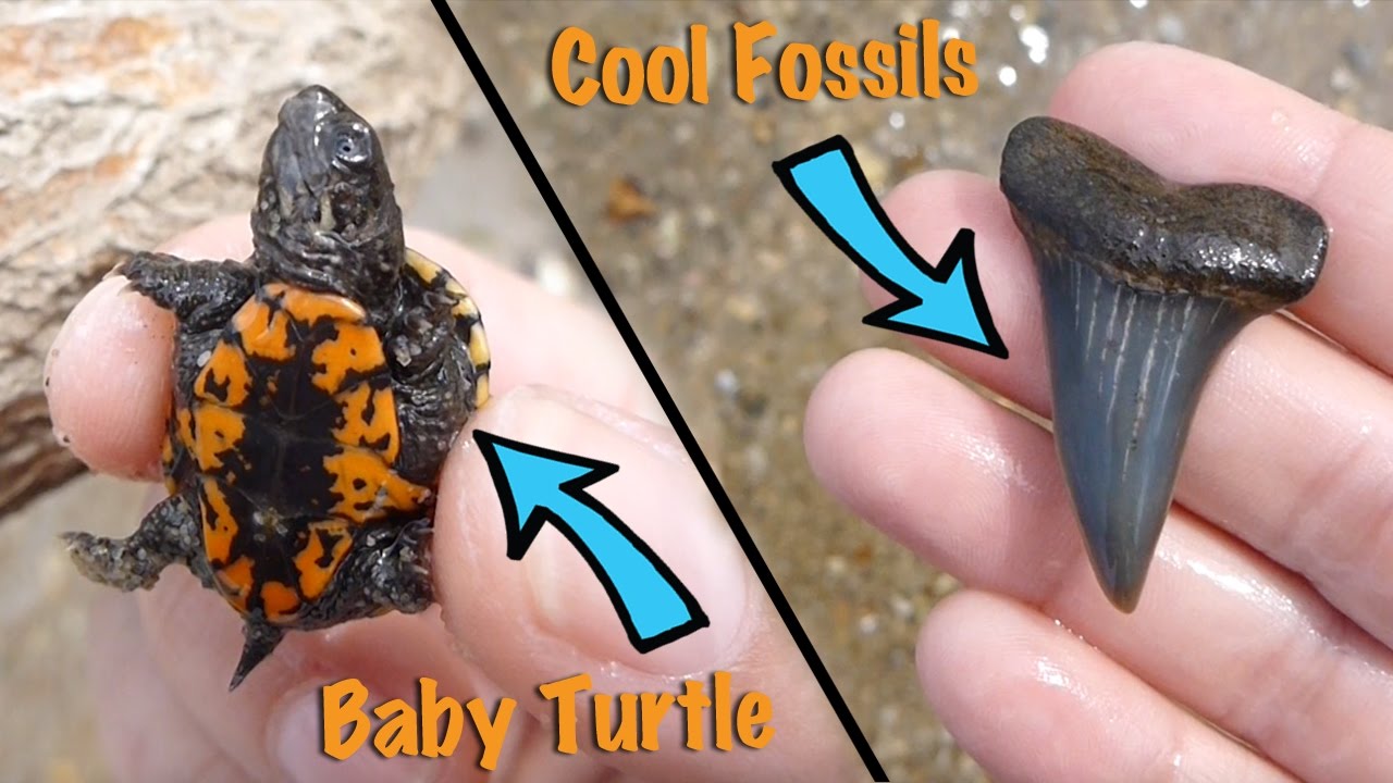 Fossil Hunt MAR 25, 2016: Potomac River with a Surprise Guest!