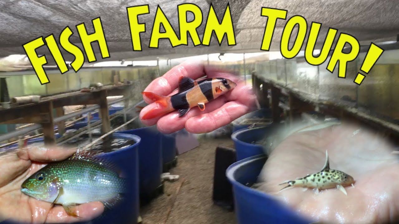 *PRIVATE* FISH FARM TOUR: Breeding Clown Loaches, Rare Cichlids, Synodontis Catfish, and More!