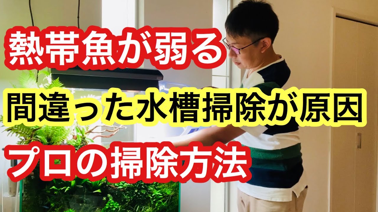 【重要】熱帯魚が弱る原因は水槽掃除の‘‘ある作業‘‘が原因です!