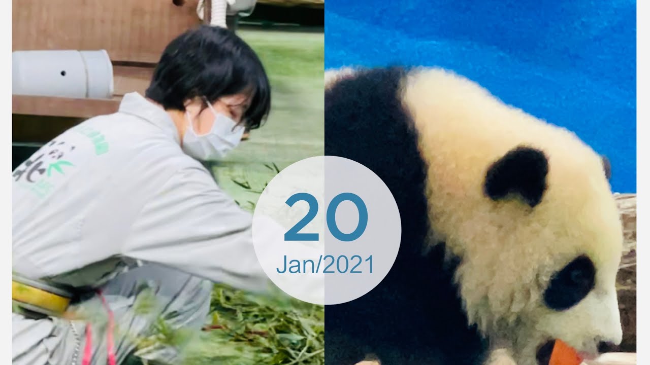 【小姐姐放飯了Panda Baby圓寳學吃紅蘿蔔🥕 爸爸媽媽吃竹葉 看的玲子也餓了】#圓寶YuanBao圓圓#大貓熊パンダ 赤ちゃん  #TaipeiZoo【玲玲微電影 SmileVlog】