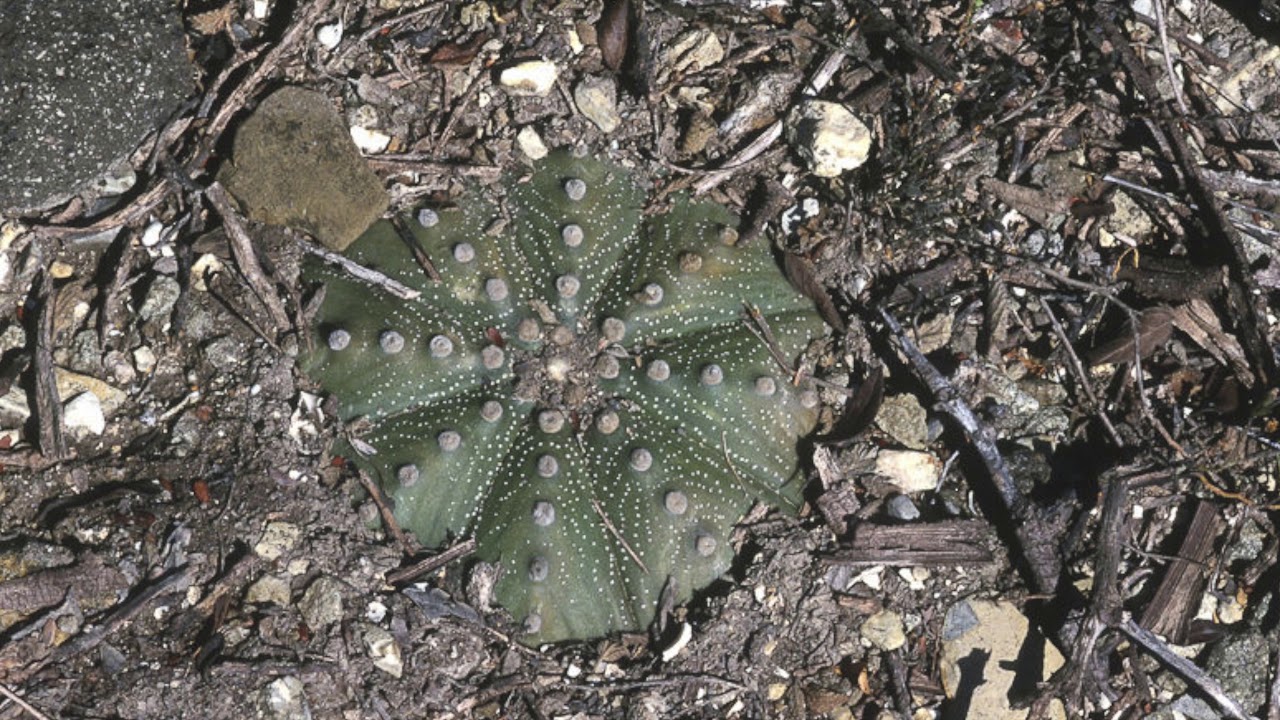 Astrophytum asterias