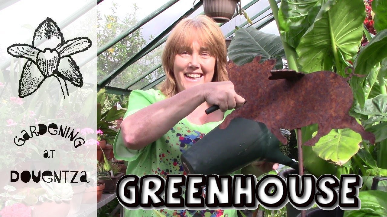 August Greenhouse Tour - giant leaves, flowers & requested updates on aroids, rescued cactus & more