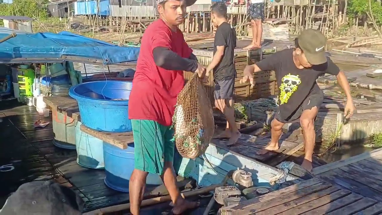 Luar biasa menakjubkan budidaya jutaan ikan predator toman dikeramba panen jutaan ikan toman 