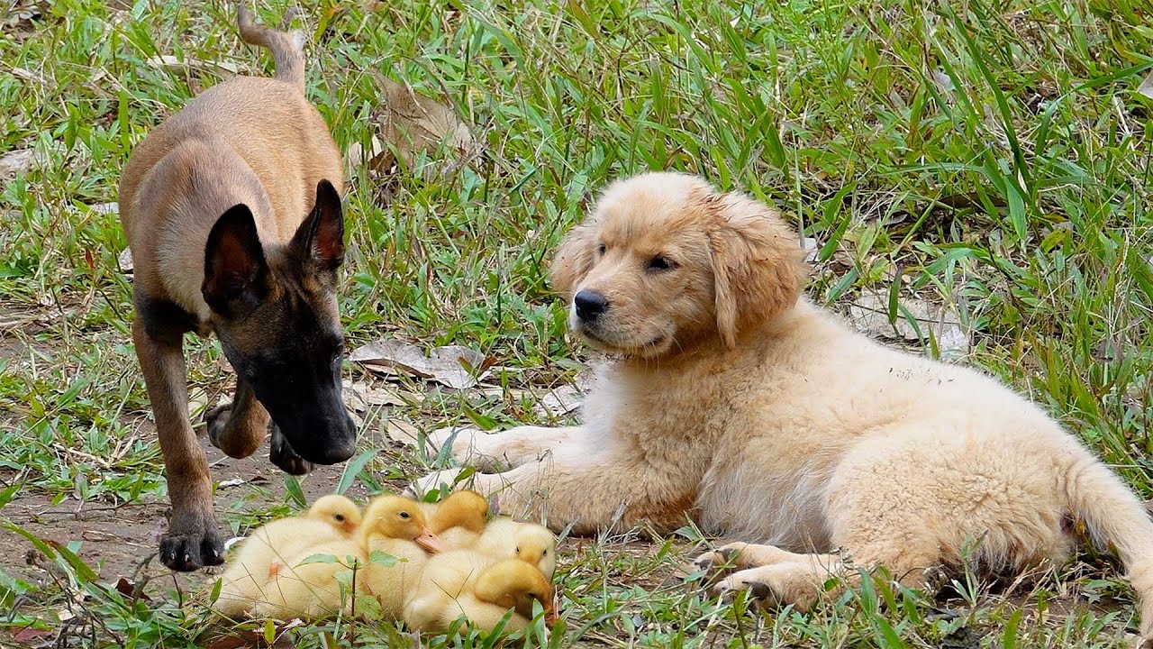The golden retriever is so funny, taking the ducklings to find treasure! delicious food. So cute.