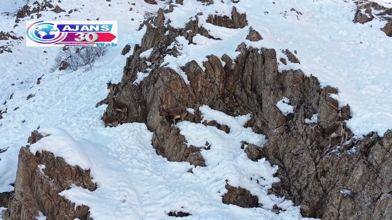Hakkari’de Dağ Keçileri Doğal Yaşamlarında Dronla Görüntülendi