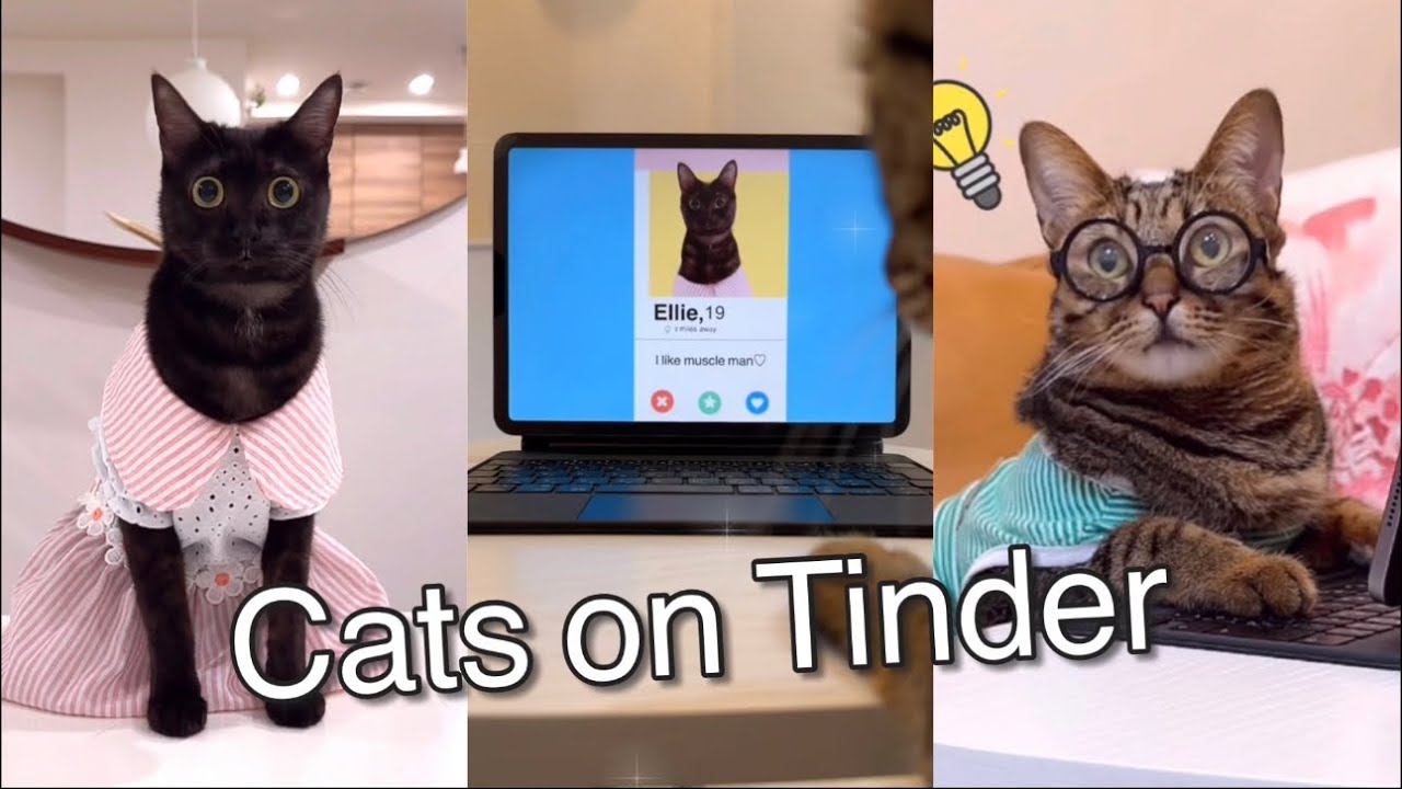 Кошка, которая притворяется собой в приложении для знакомств.