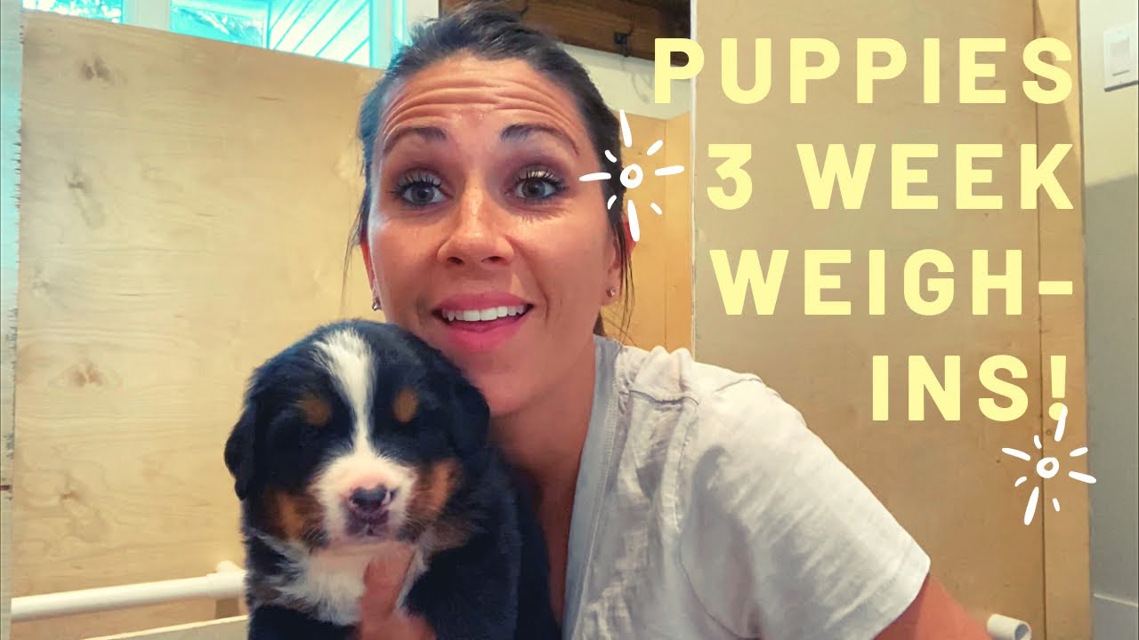 Bernese Mountain Dog PUPPIES - 3 week weigh ins