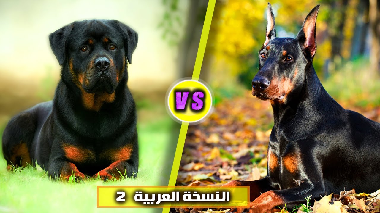 اشتري ده ولا ده 🤔 كلب الروت ويلار ولا  كلب الدوبر مان