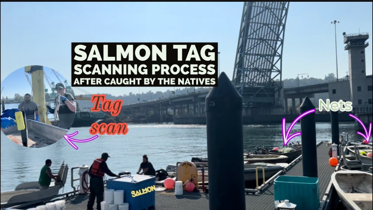 Salmon Scanning Process: Hatchery vs. Wild, after done Netting by the Natives
