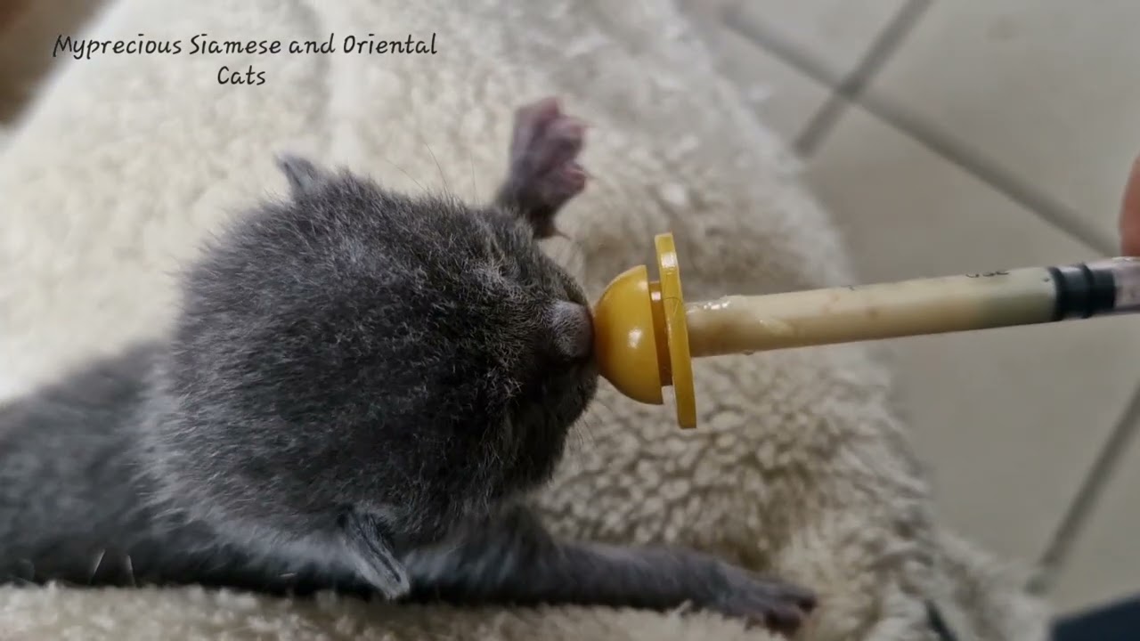 Chartreux kitten
