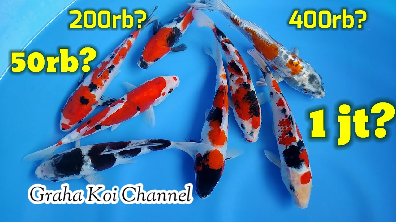 Eps 31‼️Berapa sih harga ikan bagus & JUMBO ukuran 50cm? Yuksss simak rivew kali ini🥰
