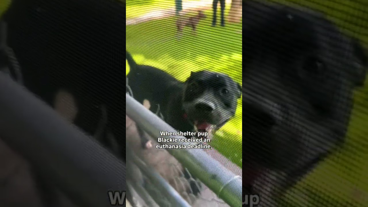 Click here please don&rsquo;t scroll. One subscription = stray dog life support #rescuelove #rescuelife
