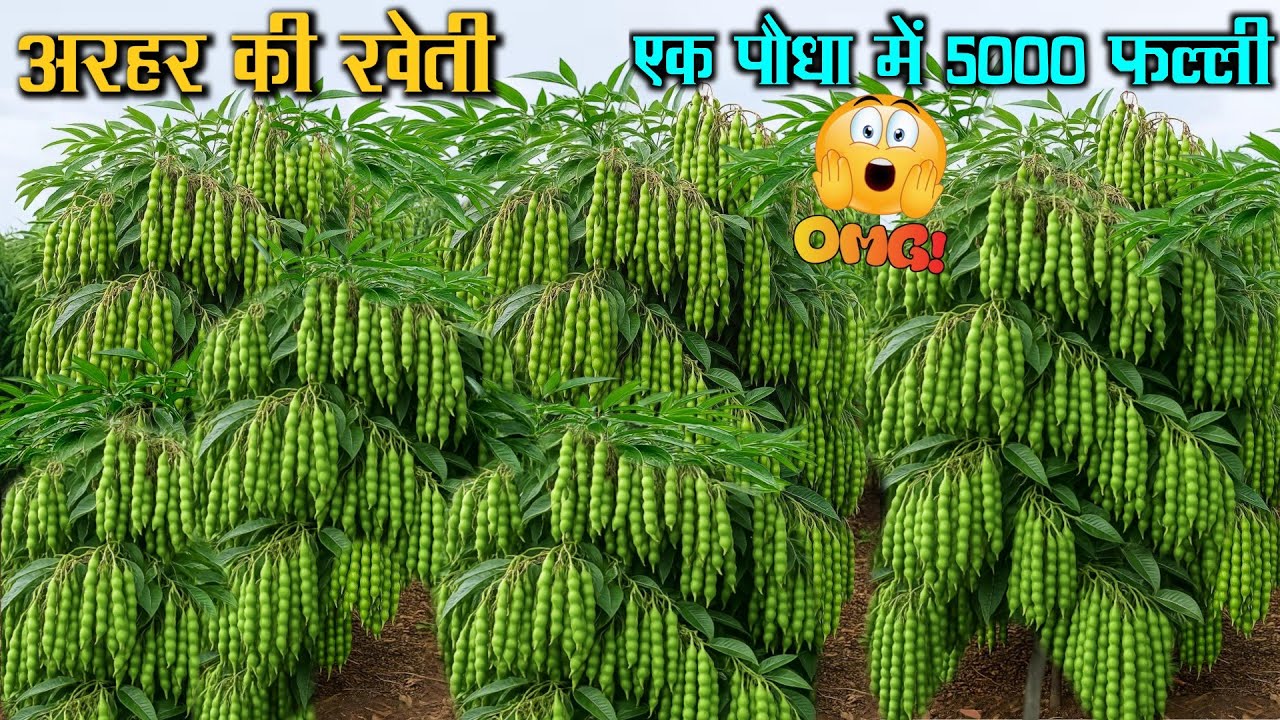 Arhar ki kheti🌱अरहर की बंपर पैदावार🫛तुअर अरहर की खेती कैसे करें Arhar tur ki kheti best variety khad
