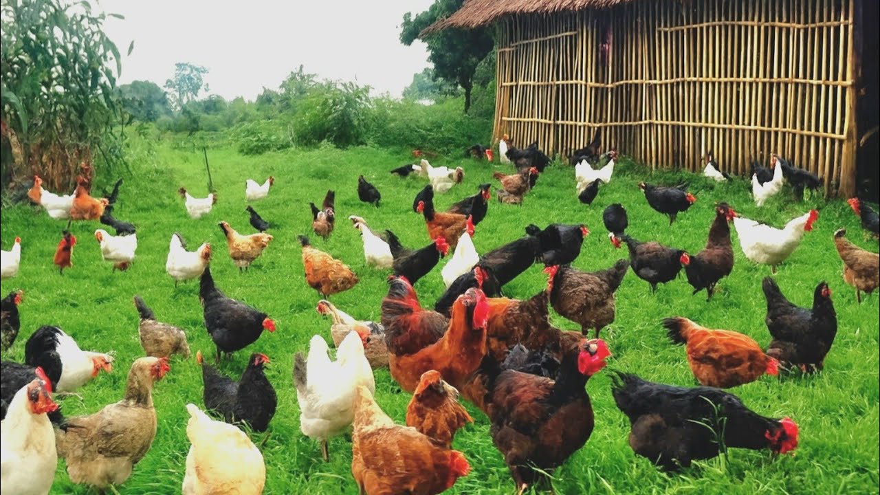 Original Desi Poultry Free Range Farming