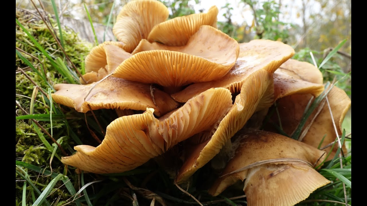 Armillaria gallica | La seta de la miel 🍯