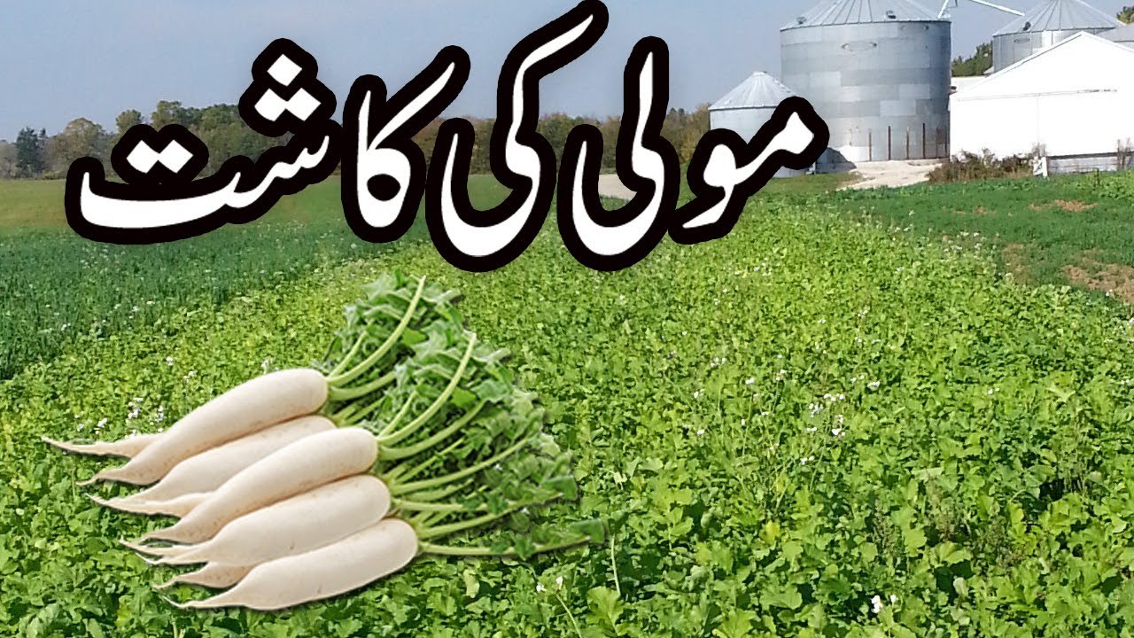 Radish farming | radish farming in pakistan | radish farming a profitable business