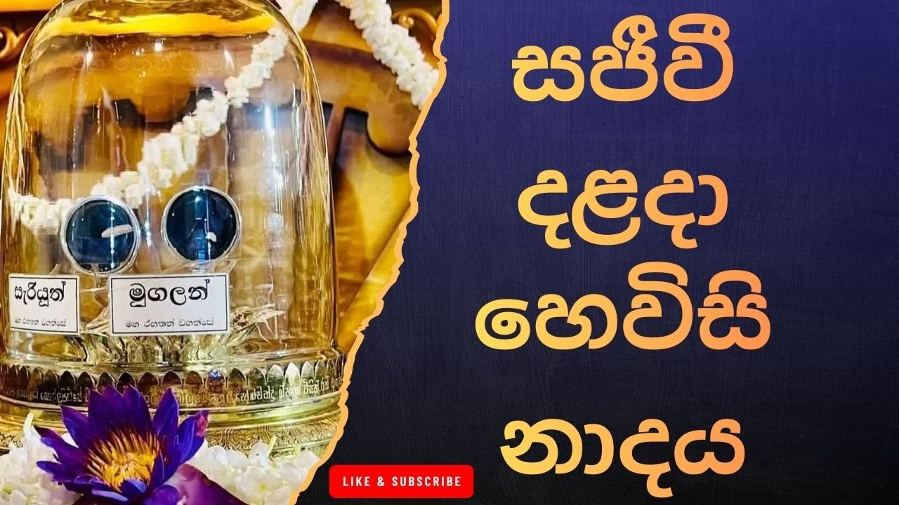 දළදා මාලිගාවේ සවස් තේවා හේවිසි – හදවත පිරිසිදු කරන නාදය 🎵 SIRI DALADA THEWA HEVISI NADAYA