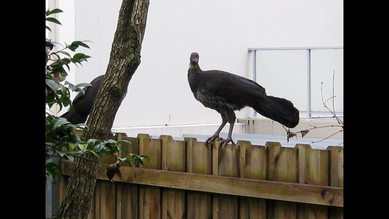 Brush Turkeys and Bush Turkey Removal And Relocation Sydney