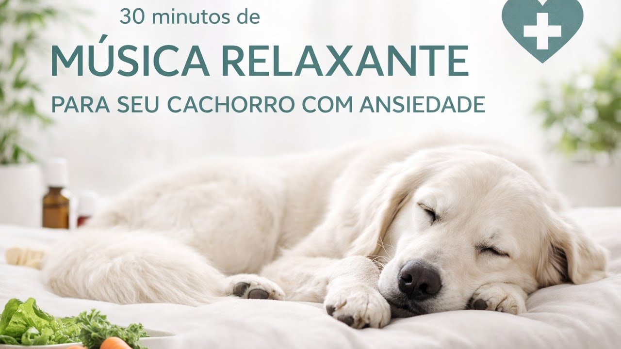 30 minutos de vídeo  relaxante para seu cachorro com ansiedade