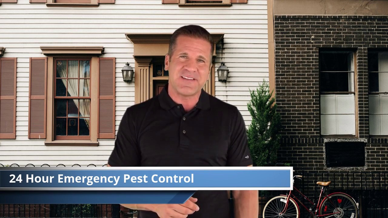 24 hour emergency pest control services