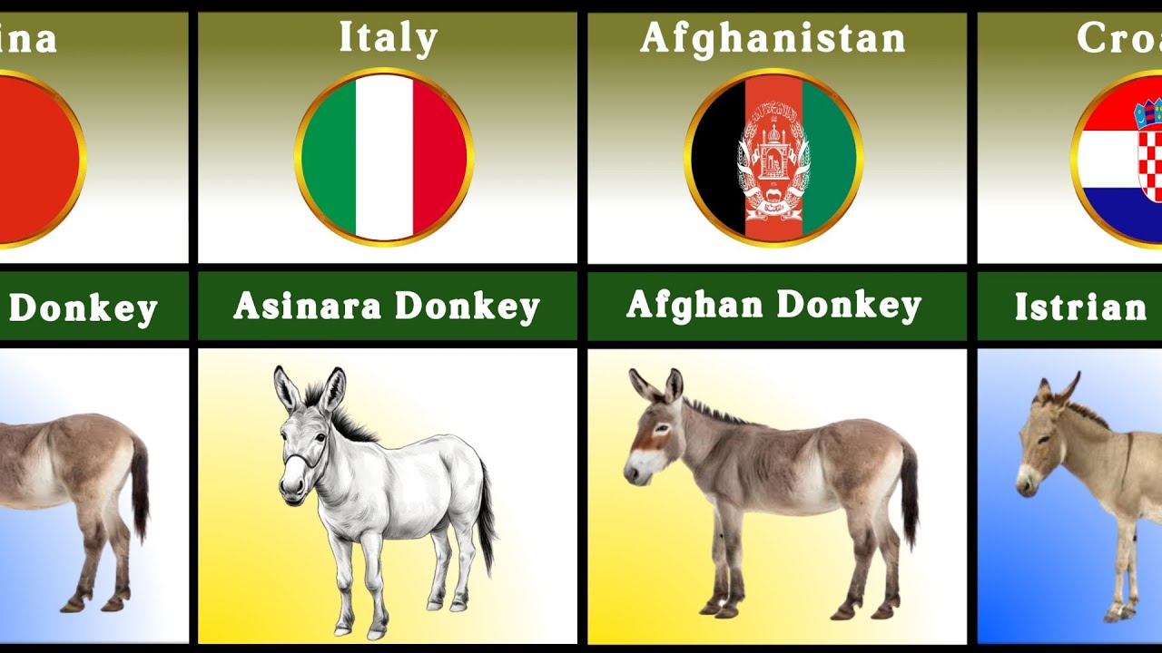 Donkey Breeds From Different Lands!