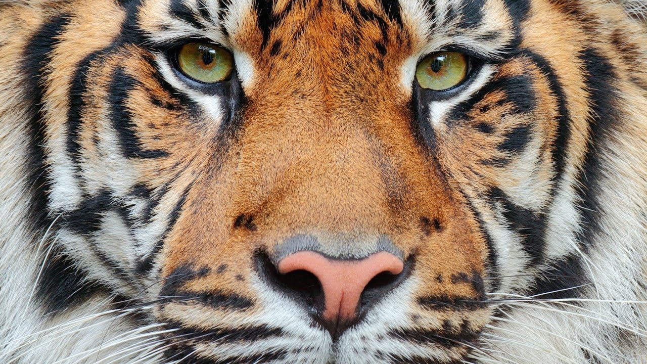 YURAPEX: Tiger 🐅 (Audacity & Resiliency) 🐯 