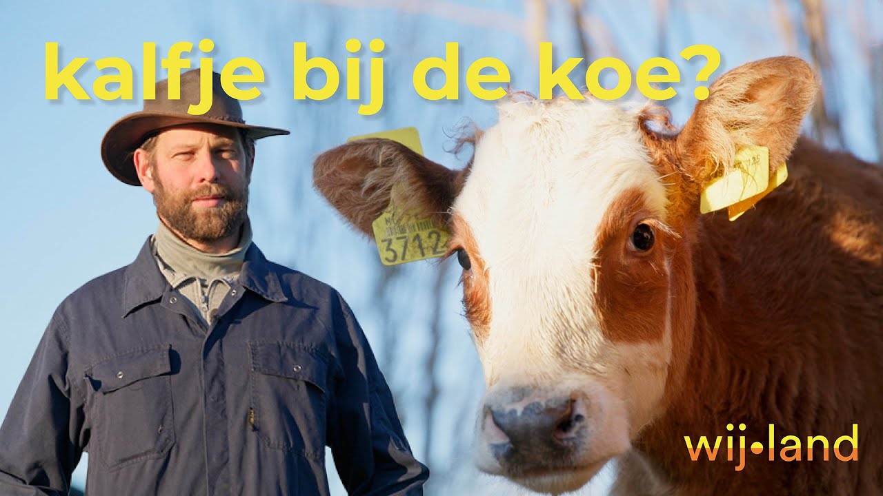 Kalfje bij de koe? Het veenweidefonds maakt aanpassing aan de stal van Gerard Mul mogelijk.