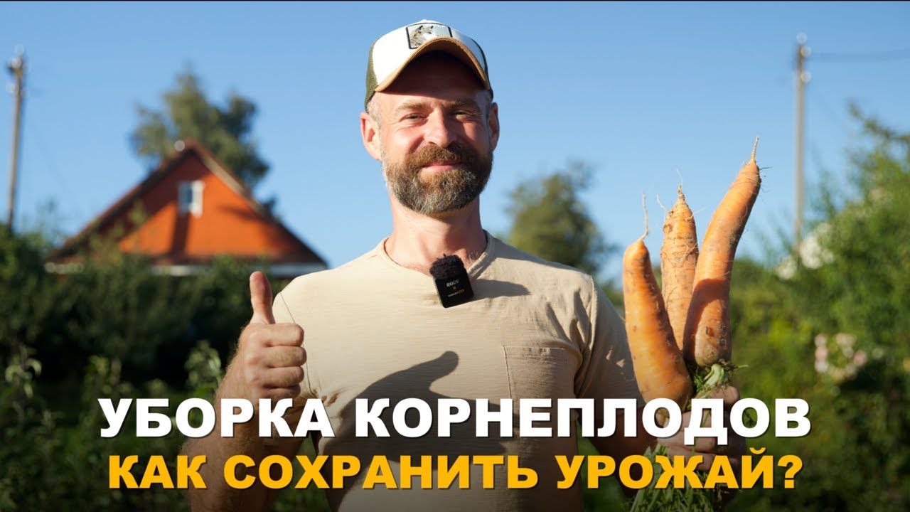 СВЕКЛА И МОРКОВЬ БУДУТ ХРАНИТЬСЯ ДО НОВОГО УРОЖАЯ. Сроки уборки корнеплодов и их хранение.