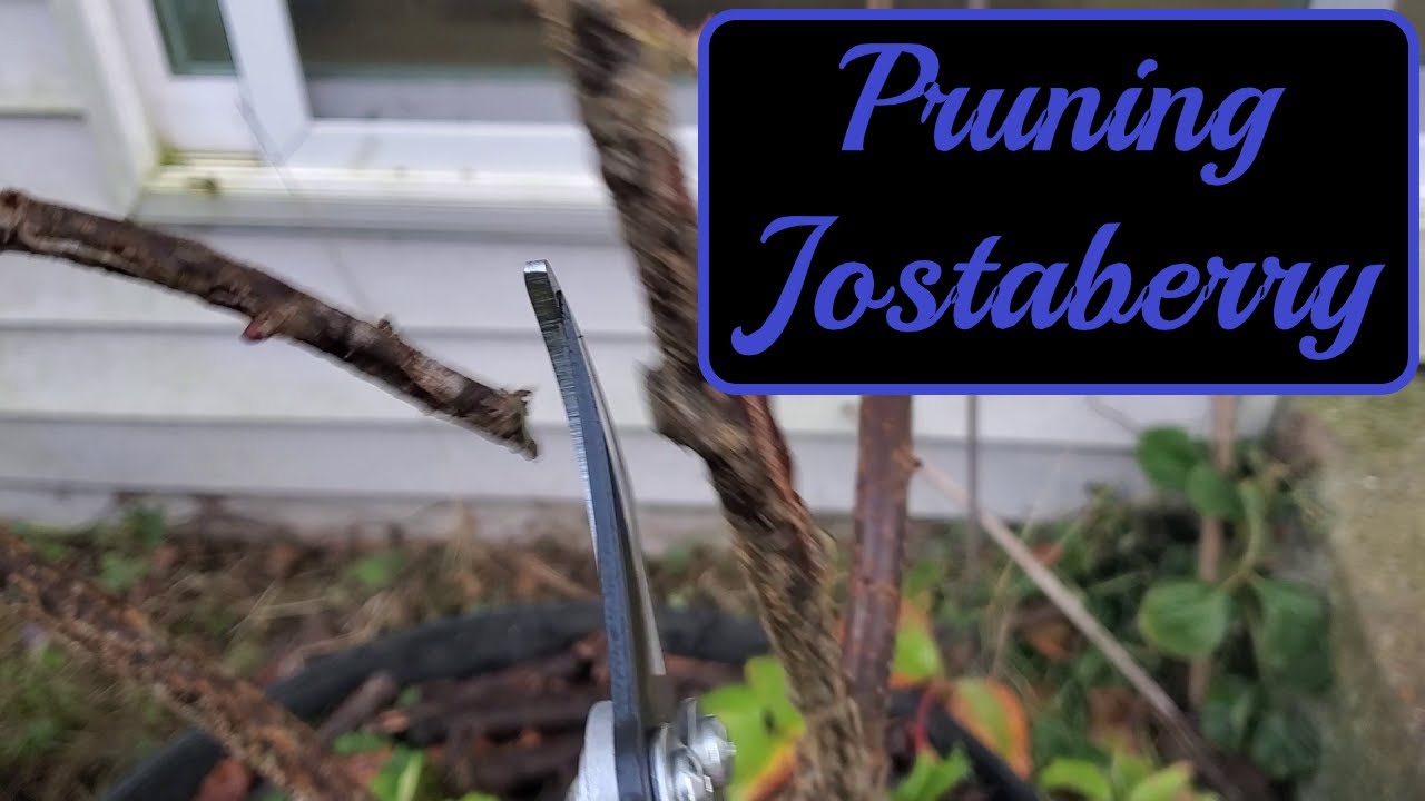 Pruning My Jostaberry | Explaining My Decisions!