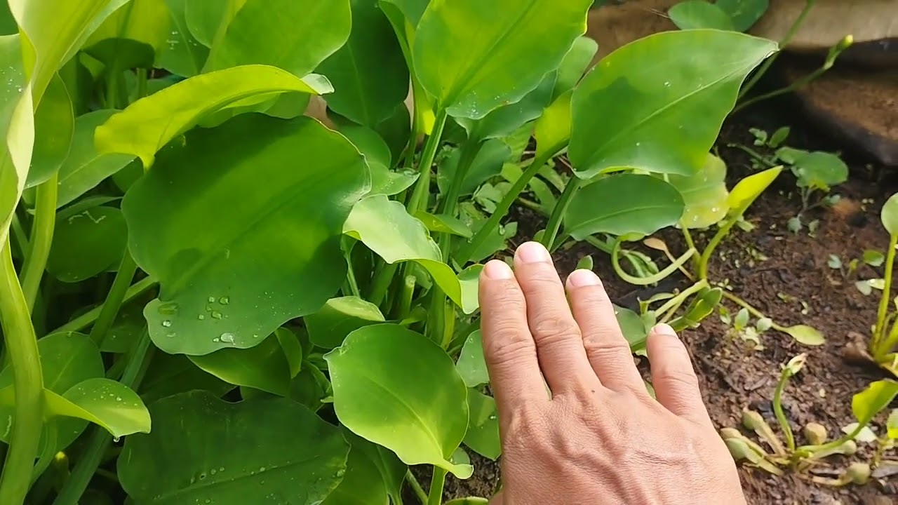 Cara Budidaya Tanaman Genjer Di Terpal||Ingin Sukses Jadi Petani Milenial #mangemochannel