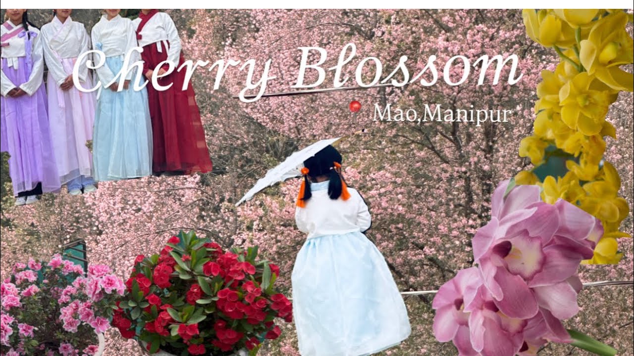 Cherry Blossom Festival 2025 | Mao Gate, Manipur    🌸🎀