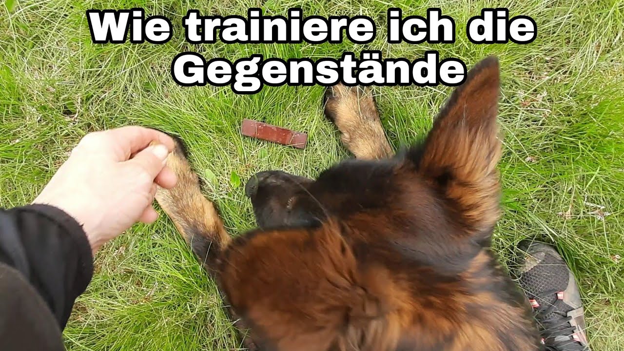 Gegenstände aufbauen, wie ich die Gegenstände separat trainiere, Gegenstandsarbeit am Hund
