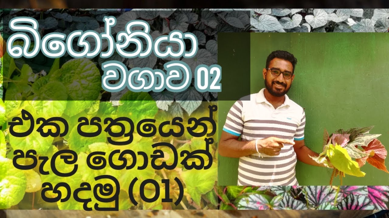 බිගොනියා එක් පත්‍රයකින් පැල ගොඩක් හදමු(01),How to make new plants from begonia one leaf (01)