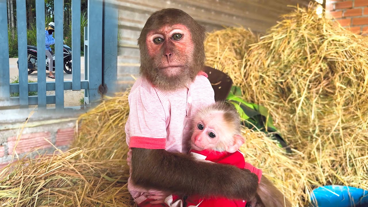 Heartwarming Hero!CUTIS Smart protects baby monkey from bad guys!