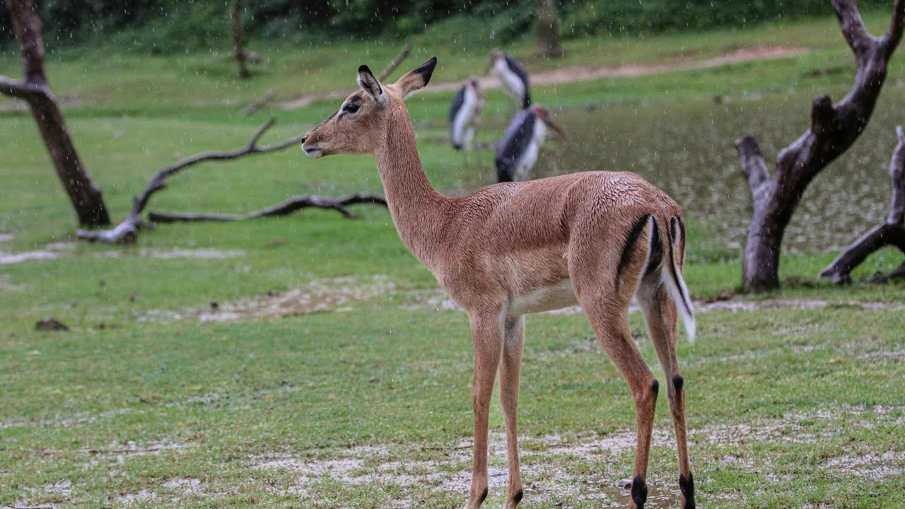 Inside Nilgiri Forest: The Untold Wonders of India&rsquo;s Hidden Green Paradise 🌳🐅✨