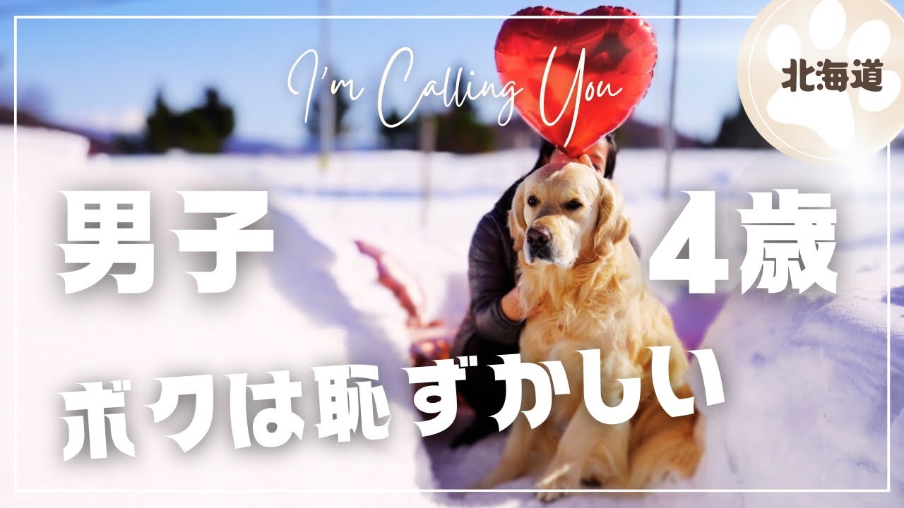 犬を愛すると飼い主はこうなる｜ 50代夫婦とゴールデンレトリバーの暮らし