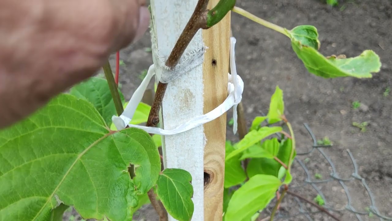 Актинідія: формування дворічних ліан