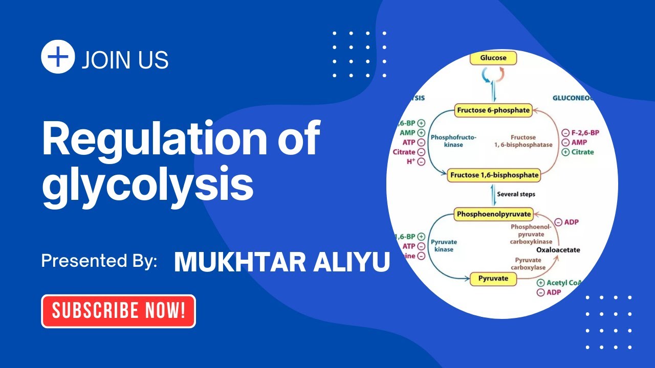 Regulation of Glycolysis #glycolysis