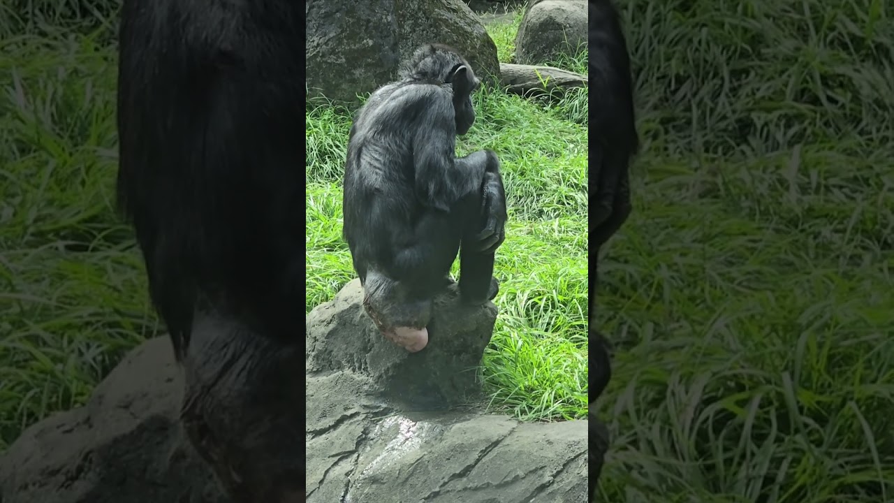Chimpanzee/Pan troglodytes/Taipei Zoo