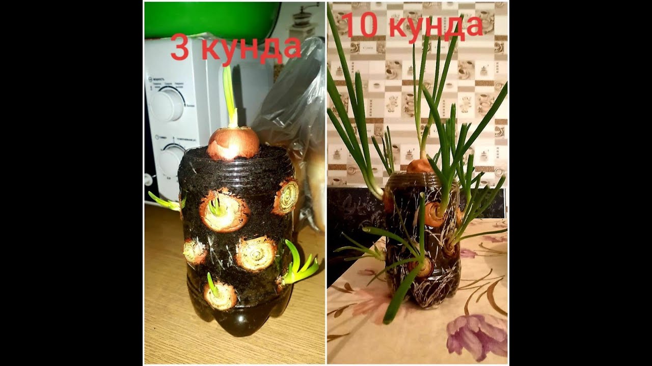 кук пиёз етиштириш сирлари