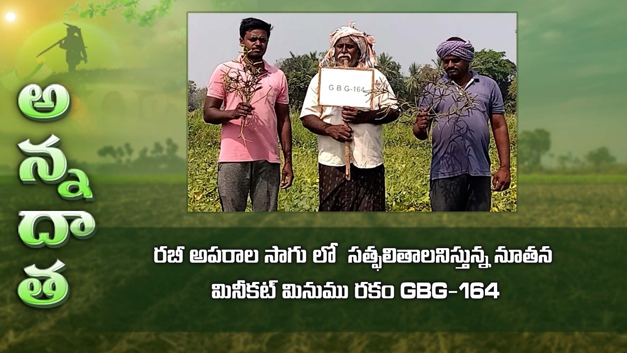 Minikit new variety GBG 164 black gram   Good results by Krishna farmer | ETV