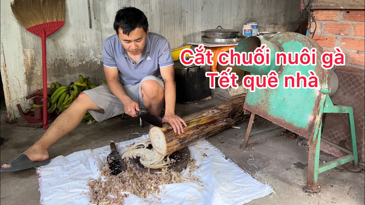 Mình rời phố về quê nuôi gà, cuộc sống quê nhà #tet #lunarnewyear #lifeinnewzealand #vietnam 